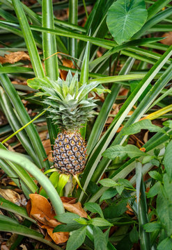 Bush of pineapple. Tropical fruits growing in garden.