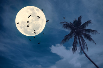 Tropical night. Full moon and palm leaf birds fly abstract background.