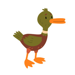 Male Mallard Duck, Cute Funny Duckling Cartoon Character Vector Illustration
