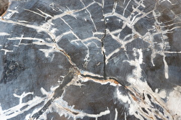 textures from fossilized wood