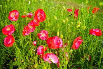 Naklejka premium Petunia also called Camellia is a flowering plants of South American origin. Petunia is a genus of plants. They are in Nightshade family related to tobacco.