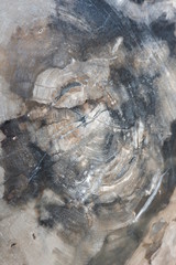textures from fossilized wood