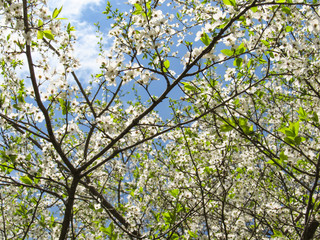 blue spring sky shines through the branches of beautiful flowering white tsyetov trees