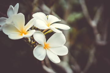 Copy space of Plumeria (Frangipani) flower or Leelawadee Thailand name.
