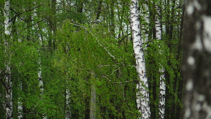 Fototapeta premium birch