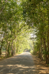 Fototapeta na wymiar asphalt road under green trees on a bright day