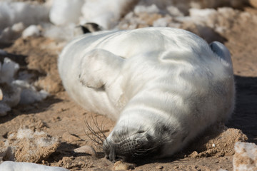 Naklejka premium Wild baby seal taking sunbath