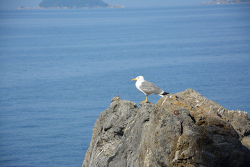 Fototapeta na wymiar a solitary seagull on the rock