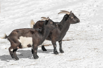 Close up of African pygmy goat (Capra aegagrus hircus)