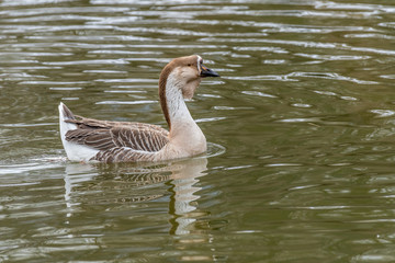 Obraz premium Swan goose called Anser cygnoides swims in a pond