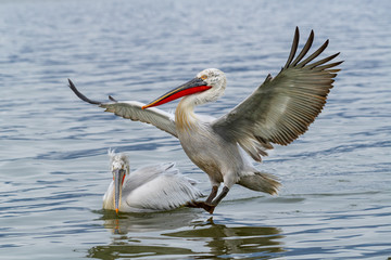 Dalmatian pelican (Pelecanus crispus) Wildlife in natural habitat