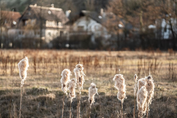 Aufgeplatzte Rohrkoben vor Grünfläche und Ortsrand im Gegenlicht