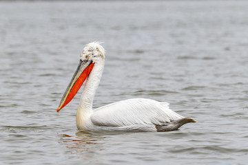 Fototapeta na wymiar Dalmatian pelican (Pelecanus crispus) Wildlife in natural habitat