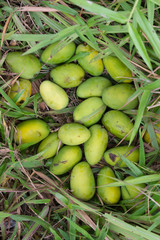 Wild mango falling from mango tree