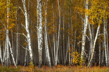 In autumn forest. In September, the first frosts begin in the Urals. In the morning frost appears on the grass and leaves. And in the afternoon in Sunny weather it is warm as in summer.