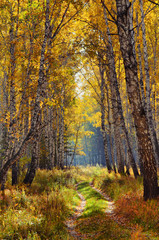 Fototapeta na wymiar In autumn forest. In September, the first frosts begin in the Urals. In the morning frost appears on the grass and leaves. And in the afternoon in Sunny weather it is warm as in summer.