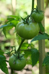 Green Tomatoes on the branches