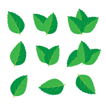 Mint vector drawing. Mint leaves vector logo
