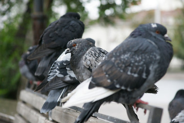 bird
