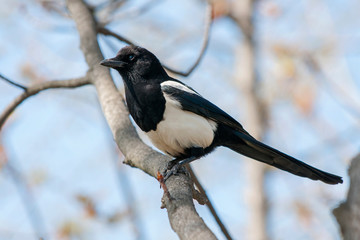 bird