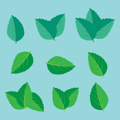 Leaf herbal spearmint plant. Mint leaf vector illustration