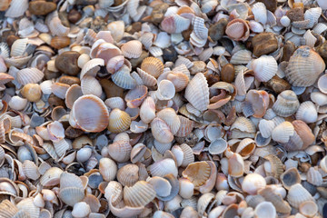 Seashells on the beach
