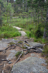 Naklejka premium Forest on a summer day in Central Norway