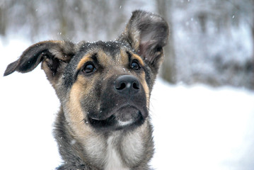 big beautiful dog walking in winter forest outdoor