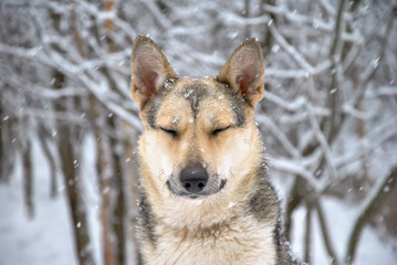 beautifull dog in a winter forest