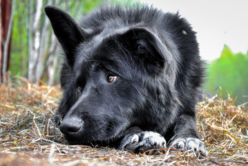 one sad black dog lies in summer park