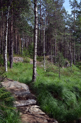 Forest on a summer day in Central Norway