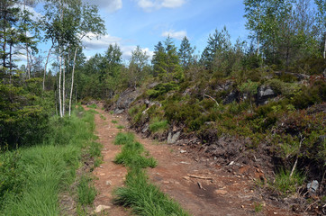 Forest on a summer day in Central Norway