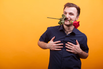 Passionate young man holding red rose in mouth over yellow background