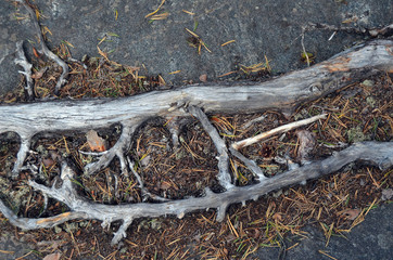 Forest on a summer day in Central Norway
