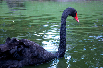 Naklejka premium black-colored goose birds swimming in the zoo pool in the afternoon.