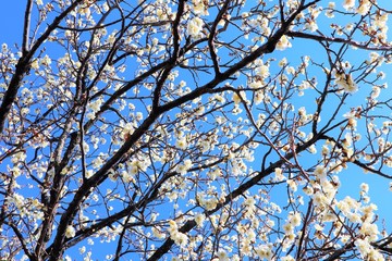 青空バックの白い花