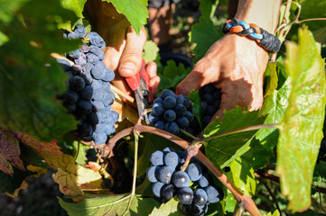 Cueillette du raisin dans le beaujolais