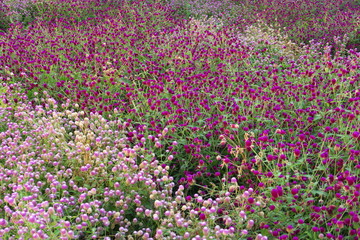 Fototapeta premium Buissons de petites fleurs roses et violettes 