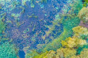 Natural abstract background. Aerial view of the overgrown duckweed pond