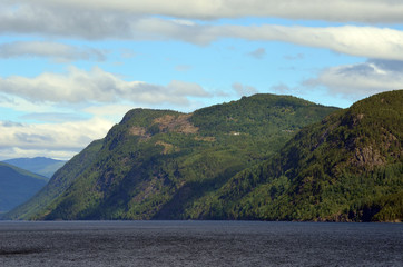 Forest on a summer day in Central Norway