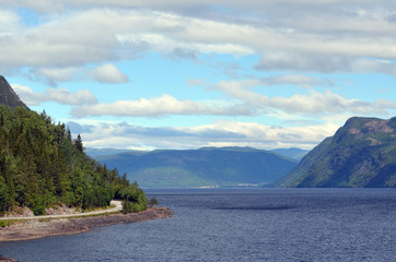 Forest on a summer day in Central Norway