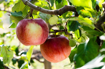 Rippe apples in the orchard ready for harvests