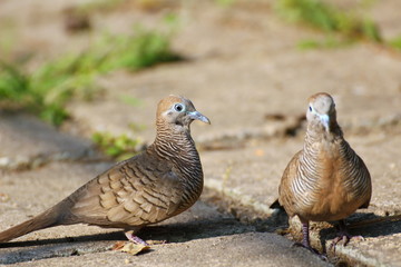 Two birds are searching for food on the ground.
