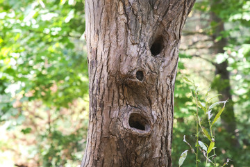 surprised look of a tree