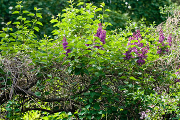 Fototapeta na wymiar Violet bunches of lilac in bright green foliage