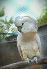 The white cockatoo is singing in the morning.