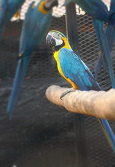 Colorful parrots in the morning