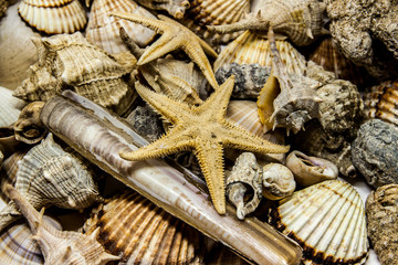 Fototapeta na wymiar sea ​​shells