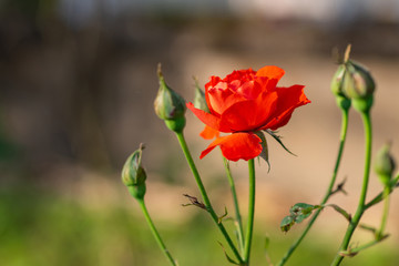 Miniature red rose flower in the garden.