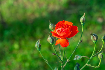 Miniature red rose flower in the garden.